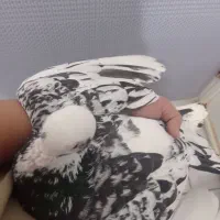 کبوتر|پرنده|شیراز, کوشک میدان|دیوار