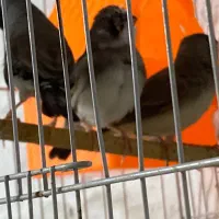 فروش پرنده زینتی|پرنده|رشت, نیکمرام|دیوار