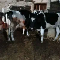 گوساله فروشی