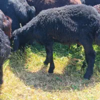 بره سیاه گوشتی سالم مفت گذاشتم