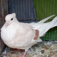 کفتر شکلاتی دم سفید نهبندان|پرنده|نهبندان, |دیوار