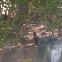 ۴ تن کود مرغ