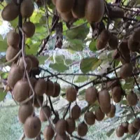 کیوی درجه یک سر درختی|عمدهفروشی|رشت, نامجو|دیوار