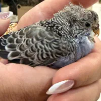 جوجه سرلاکی مرغ عشق