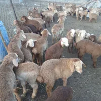 فروش گوسفند|حیوانات مزرعه|مشگین شهر, |دیوار