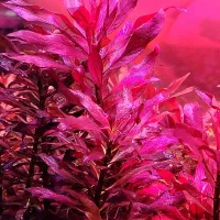 پلنت|ماهی|اصفهان, خواجو|دیوار