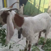 ۱۲۳۴ل۶|حیوانات مزرعه|اندیمشک, |دیوار