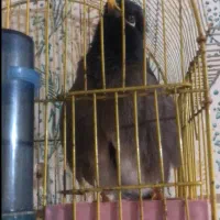 مینا سخنگو وراج|پرنده|گنبد کاووس, |دیوار