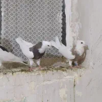 کبوتر طوقی .معاوزه با هرچیزی به کارم بیاد|پرنده|کرمانشاه, |دیوار