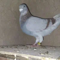 دوبرنر