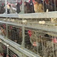 عرضه مرغ محلی