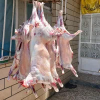 کشتار بره کهره چاق|حیوانات مزرعه|رامهرمز, |دیوار