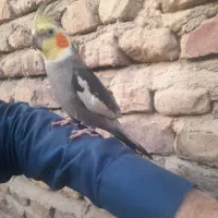 عروس هلندی دستی جهت فروش و معاوضه با پرنده|پرنده|زاهدان, |دیوار