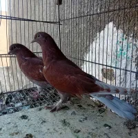 کفتر جوجه قرمزی سرخ کناره خیس پرشی بوم ندیده|پرنده|تهران, یاخجی آباد|دیوار