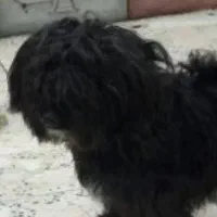 معاوضه با پرنده