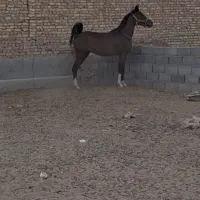 اسب خالص نریان|اسب و تجهیزات اسب‌سواری|اشکذر, |دیوار