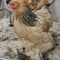 یک عدد خروس از نژاد برهما