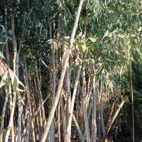 نهال اکالیپتوس سایز درشت