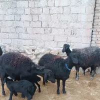 فروش دام|حیوانات مزرعه|نقده, |دیوار