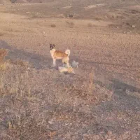 توله سگ