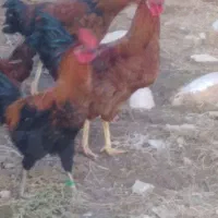 خروس|پرنده|کوهدشت, |دیوار