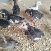 جوجه نژاد دار