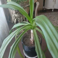 گل اشک ملکه