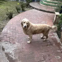 سگ گمشده(مژدگانی)|حیوانات|رامهرمز, |دیوار