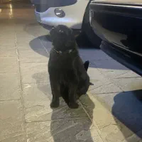 گربه مشکی پیدا شده با قلاده ابی