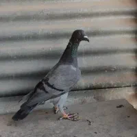 کبود خطی ماده