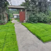 بانک نشا دانا