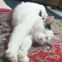 «مژدگانی،»گمشده