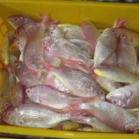 ماهی سرخوسلطان ابراهیم