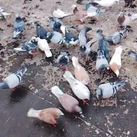 تعداد35کفتر بوم