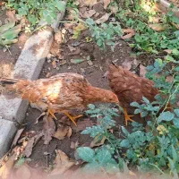 جوجه مرغ و خروس