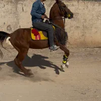 فروش نریان کرد