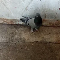 کبوتر|پرنده|بابا حیدر, |دیوار