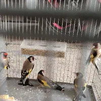 هشت تا سهره نر بخون و ریزه خون،ماهشهر|پرنده|چمران, |دیوار