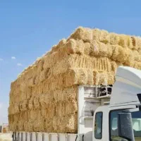 یونجه پرس ذرت علوفه