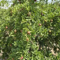 فروش-باغ-دو-نیم-هکتار-محمود-آباد