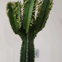 کاکتوس افوربیا