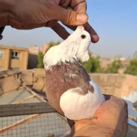 .طوقی|پرنده|قم, قلعه کامکار|دیوار