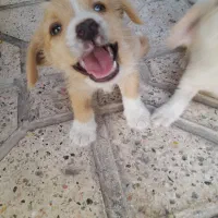 توله سگپاکوتاه