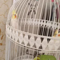 عروس هلندی|پرنده|مشهد, محمدآباد|دیوار