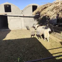 بره نر شال|حیوانات مزرعه|کویرات, |دیوار