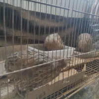 عروس هلندی و بلدرچین