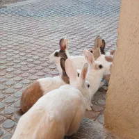 ۴تاخرگوش معاوضه|موش و خرگوش|کرمانشاه, |دیوار