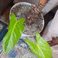 گل بابا آدم|گل و گیاه طبیعی|تهران, سعیدآباد|دیوار