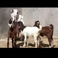 شاه بزپاکستانی جوان3کیلوشیر3قلوزاجنس ناب عطیقه