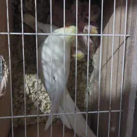 عروس هلندی مولد سخنگو|پرنده|شهریار, شهریار|دیوار